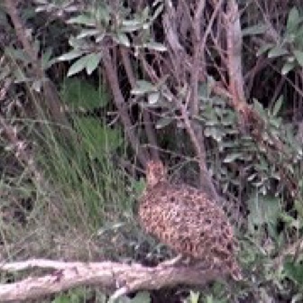 Screen Shot 2016-07-13 at 12.33.27 AM.jpg